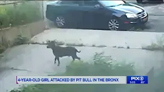 4-year-old girl attacked by dog in the Bronx