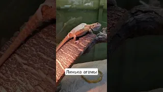 Как помочь ящерице во время смены кожи...? 🤔🐲 #агама #террариум #бородатаяагама #линька #рептилии