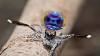 Семь новых видов танцующих пауков найдено в Австралии (новости)