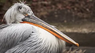 The biggest mistake a Pelican can make! Самая большая ошибка, которую может совершить Пеликан.!