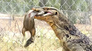 LIZARD TAKES SQUIRREL from Trap--Eats It