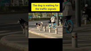 The dog is waiting for the traffic signals #shorts #shortstatus #shortvideoviral