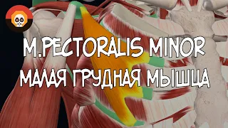 Малая грудная мышца (m. pectoralis minor) 3D Анатомия