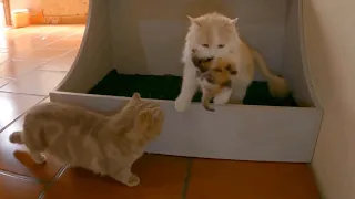 The mother cat carries a herd of kittens hiding under a cupboard.