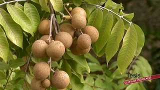 CULTIVOS TROPICALES - TROPICAL CROPS