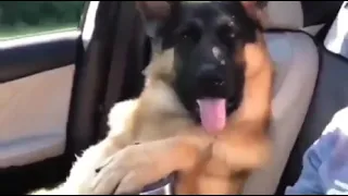 dog replaces husband собака заменяет мужа