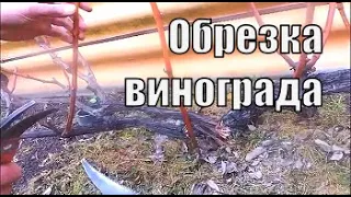 Обрезка виноградного куста. Виноградник Вадима Точилина / Обрезка винограда