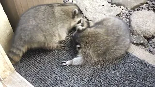 young raccoons horseplay