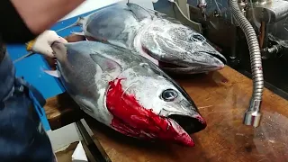 Tuna Cutting Master Giant Tuna Cutting Sashimi
