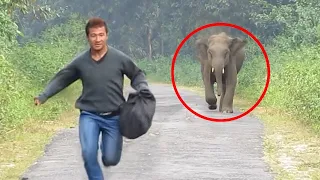 12 Scary Animal Encounters That Went Terribly Wrong