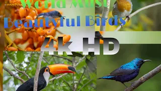 Beautiful Birds In  World 🌎|This video is not copy right) Birds Life....