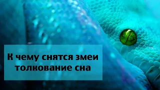 Сонник, к чему сняться змеи, большая змея. Толкование снов.