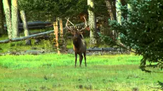 Will Primos Shoots a Big Elk with his Sharps 45-70 Rifle