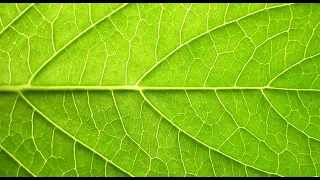 Nature’s Decoders: What Leaves Reveal About the Natural World • Daily Dose of Nature