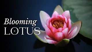 TIMELAPSE Lotus Flowers Blooming