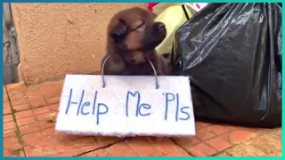 Animals That Asked People for Help & Kindness Ep 13