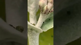 Monarch caterpillar molting (sheds its skin)