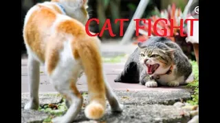 Cats Fight Compilation Video 2022 | Cats fighting | Cat sound | Cat Fight Noises | Cat voice  #cat