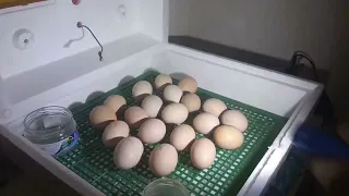 Інкубація от А до Я курчата Лівіньска ситцева🐣