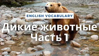 Дикие животные - Часть 1 / Vocabulary: Wild Animals - Part 1