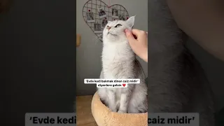 @NİHAT HATİPOĞLU @EVDE KEDİ BESLEMEK