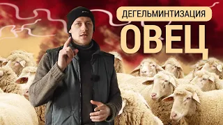 Дегельминтизация овец