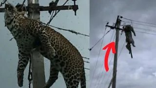 Animals Getting Shocked | Animals Electric Fence Compilation