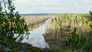 Forest in Ural, Russia - chusovaya river