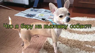 ЧТО Я БЕРУ НА ВЫСТАВКУ???| Vika Pets