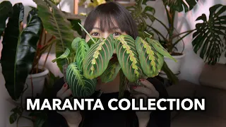 🌸 MY ENTIRE MARANTA COLLECTION 🌸  │Marantas in LECA