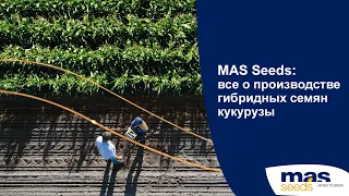 MAS Seeds: все о производстве гибридных семян кукурузы