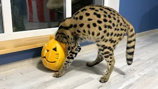 LYNX CHEWED OFF THE CAT EARS, AND COUGAR HIS HEAD / Bobcat, serval and cats celebrate Halloween