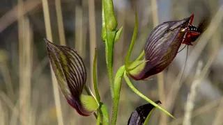 Pollination of Cryptostylis Orchids by Pseudocopulation