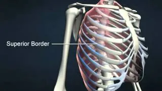 External intercostals - AnatomyOnlineCourse