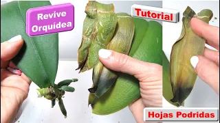 Prueba esto para que tu Orquidea con hojas podridas se recupere en poco tiempo #392