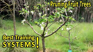 PRUNING FRUIT TREES | BEST SHAPES for SIZE and PRODUCTION