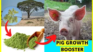 HERE IS HOW ACACIA LEAF MEAL WILL BOOST YOUR PIGS GROWTH | MAKE PIGS FATTEN UP & GAIN MORE WEIGHT