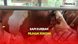 Berbobot 1,08 Kg, Inilah Sapi Kurban Jenis Simental yang Dibeli Jokowi di Subang