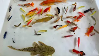 Catch Beautiful Ornamental Fish, turtle, Betta, Tetra, Radtang, Oranda, Axolotl, Molly, Spadefish