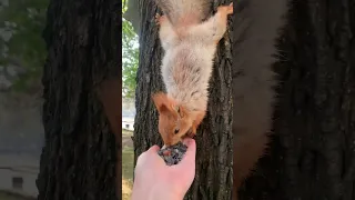 У белочек не пусто, что в кормушке? 🐿🐿 What's in the squirrels' feeder