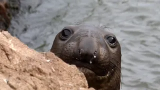 Being watched by a sub-adult Northern Elephant Seal