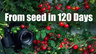 Growing Cherry Tomato Plant from Seed to Fruit in Water 🍅 120 Days Time Lapse Full life Cycle