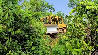 Excellent Works Dozer CAT D6R XL Open Forest Road To Connecting Plantation