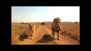 (HD) Lions Documentary WILD AFRICA ANIMALS EXTREME a NatGeo Especial