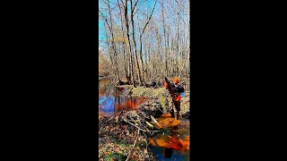 BEAVER DAM REMOVAL In One Minute! Look What The Beavers Used In Wood Creek! S2 EP. 1! #shorts