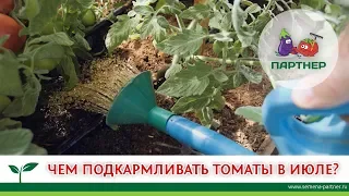 ЧЕМ ПОДКАРМЛИВАТЬ ТОМАТЫ В ИЮЛЕ?