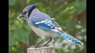 Bluejay Calling One of Many "Pump Handle" Calls