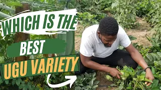 UGU VARIETIES: How to Identify and Which Ugu Variety You Should Buy/ Which Ugu variety is best?