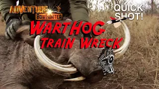 Warthog TRAIN WRECK! Awesome African Pigs & Hogs