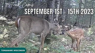 September 1st-15th 2023 Tomahawk Wisconsin Trail Camera Highlights